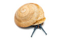 Caracolus sagemon Cuba albino shell adult
